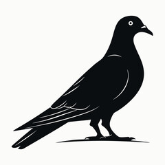 Black silhouette of pigeon with white background 