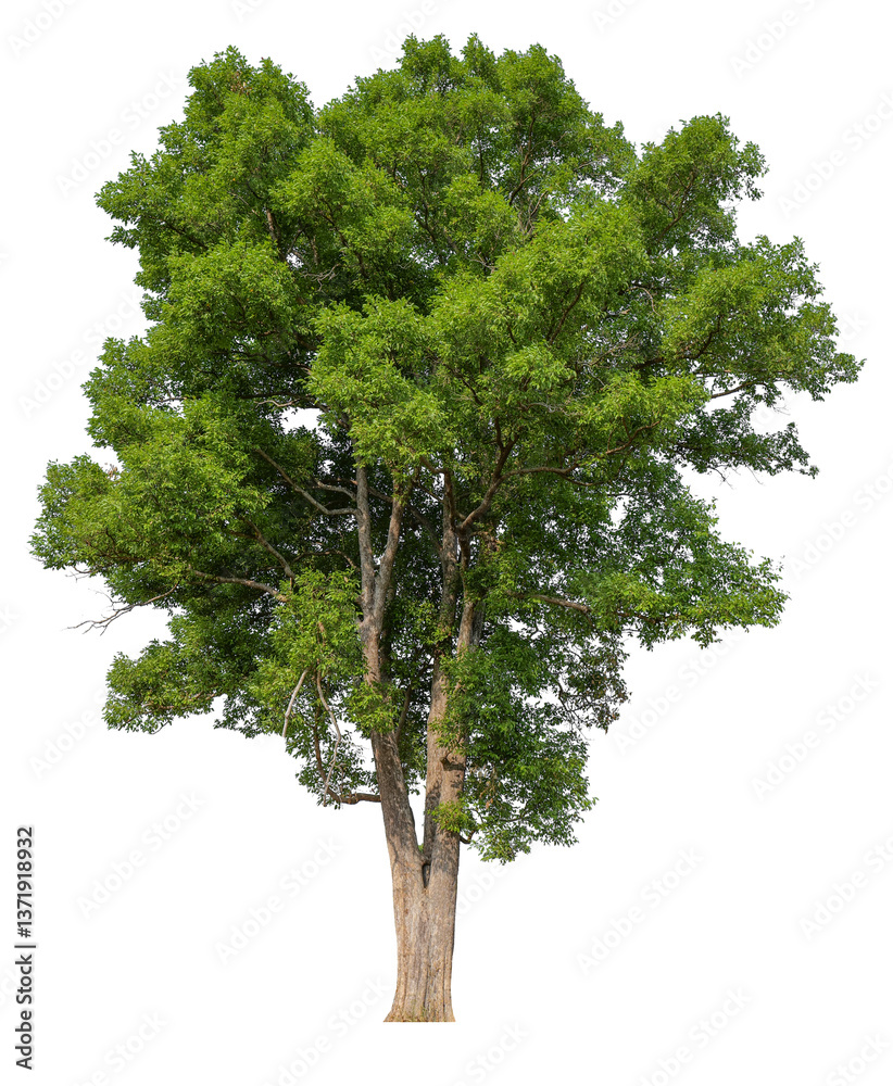 Poster high resolution single tree