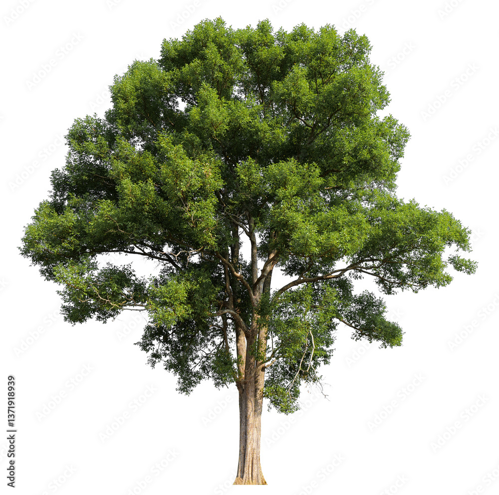 Poster high resolution single tree