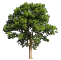 high resolution single tree 