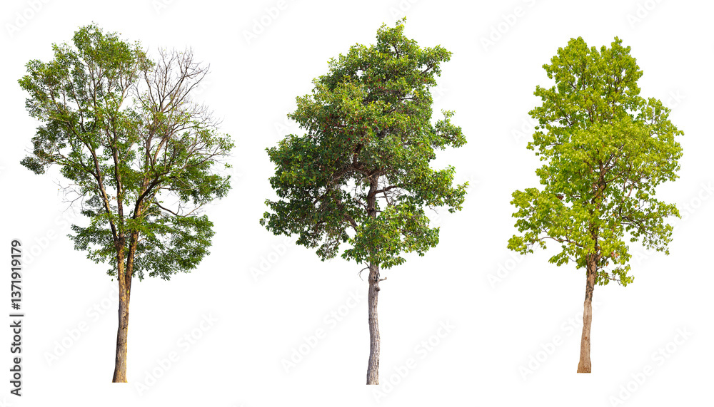 Poster Collection tree PNG transparent background easy to drag and drop to main project