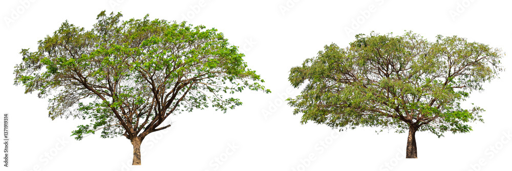 Poster collection png transparent tree