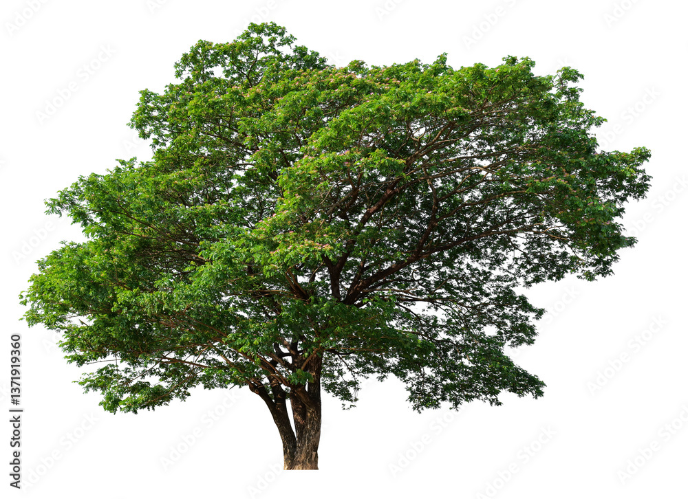 Poster high resolution single tree