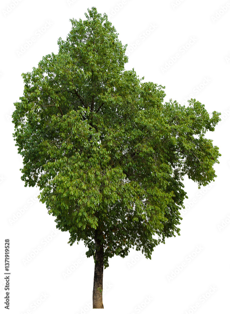Aufkleber tree on transparent background PNG file removed original background, easy to drag and drop file to mamin project 