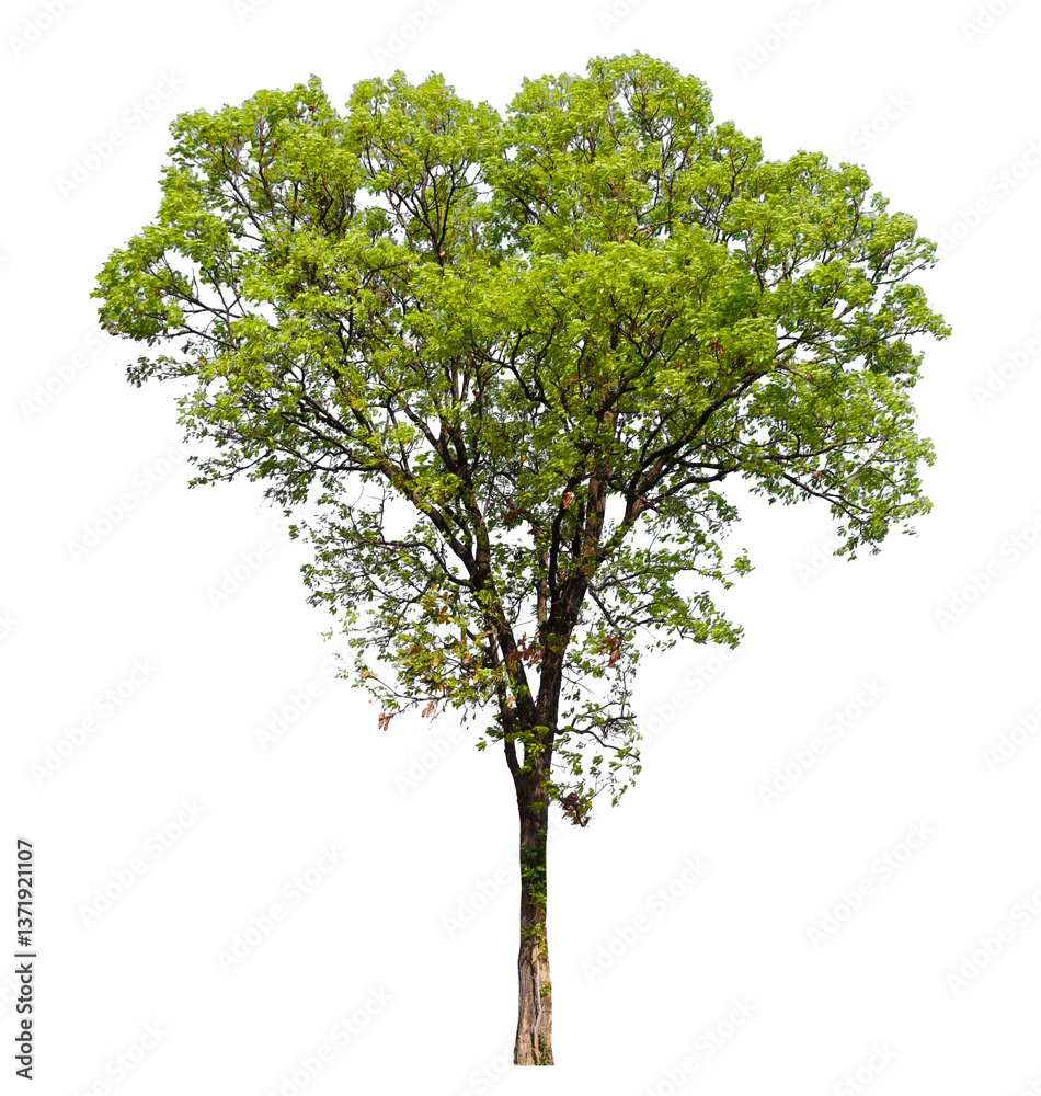 Poster tree on transparent background PNG file removed original background, easy to drag and drop file to mamin project 