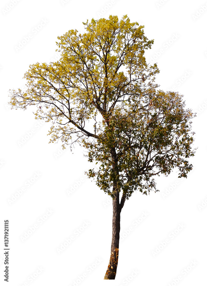 Poster autumn tree png transparent background removed original background, big tree in single picture for h