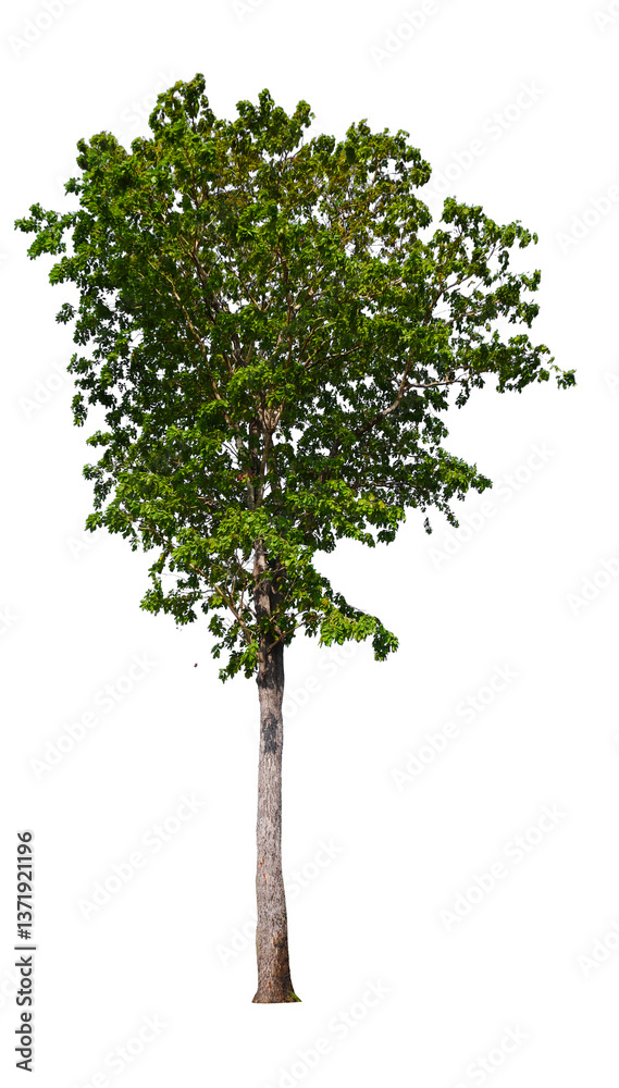 Poster tree on transparent background PNG file removed original background, easy to drag and drop file to mamin project 