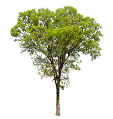 tree on transparent background PNG file removed original background, easy to drag and drop file to mamin project 