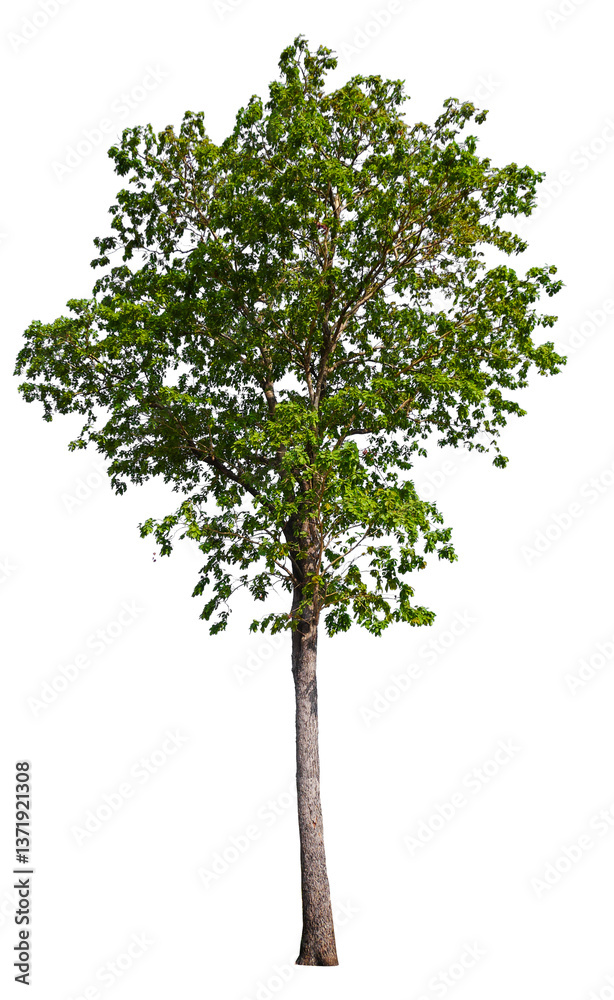 Poster tree on transparent background PNG file removed original background, easy to drag and drop file to mamin project 