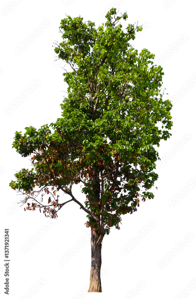 Poster tree on transparent background PNG file removed original background, easy to drag and drop file to mamin project 