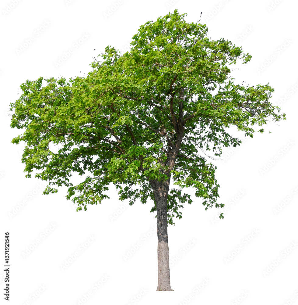 Aufkleber tree on transparent background PNG file removed original background, easy to drag and drop file to mamin project 