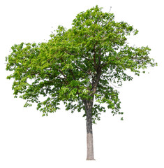 tree on transparent background PNG file removed original background, easy to drag and drop file to mamin project 