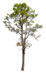 tree on transparent background PNG file removed original background, easy to drag and drop file to mamin project 
