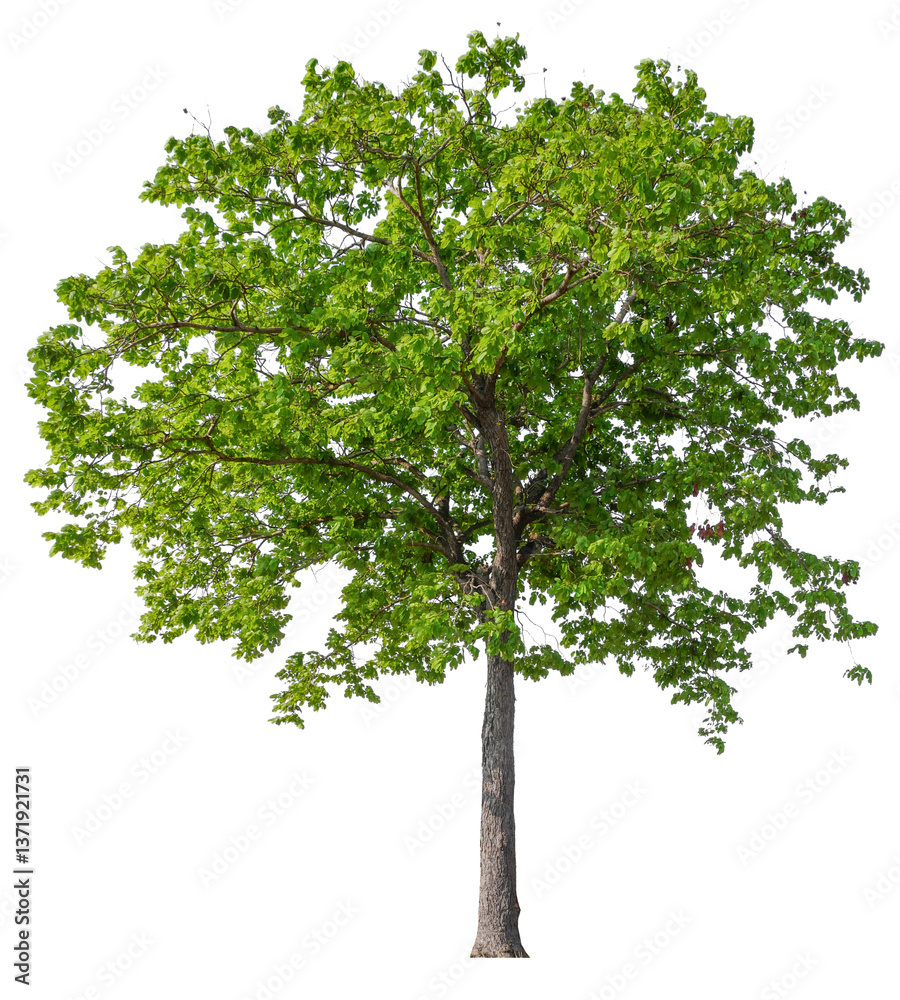 Aufkleber png file high qaulity big tree transparent background, easy to drag and drop to main project