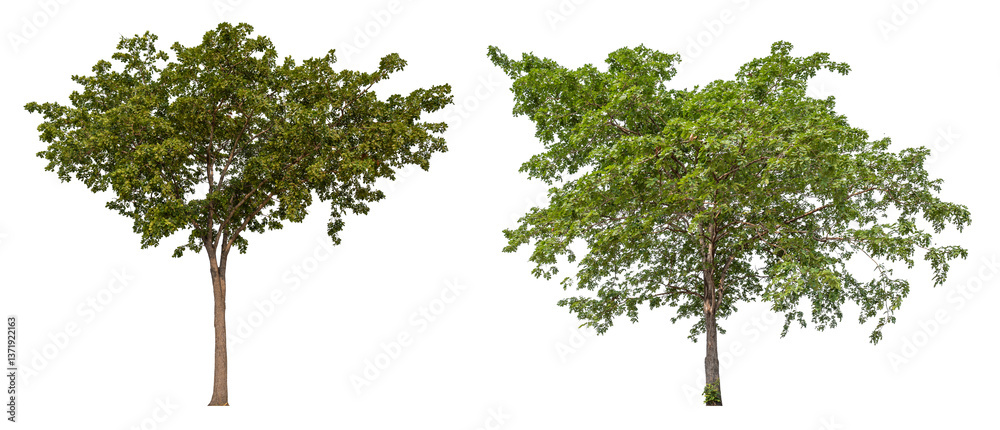 Poster Collection tree PNG transparent background easy to drag and drop to main project