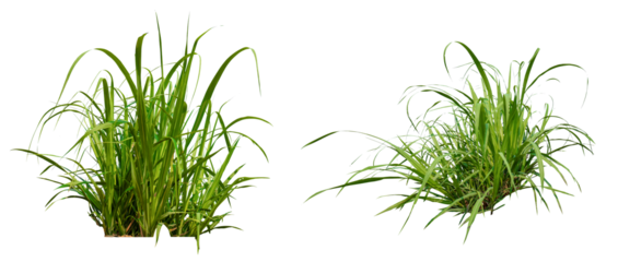 collection  sugar plant isolated on white background, sugart plant growth with clipping path 