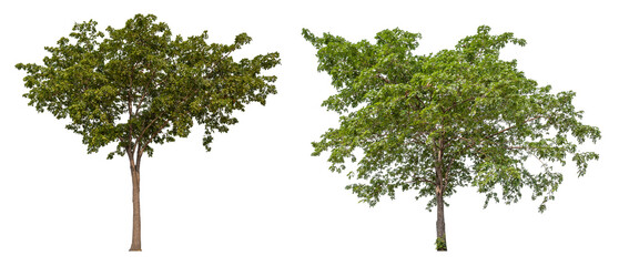 Collection tree PNG transparent background easy to drag and drop to main project