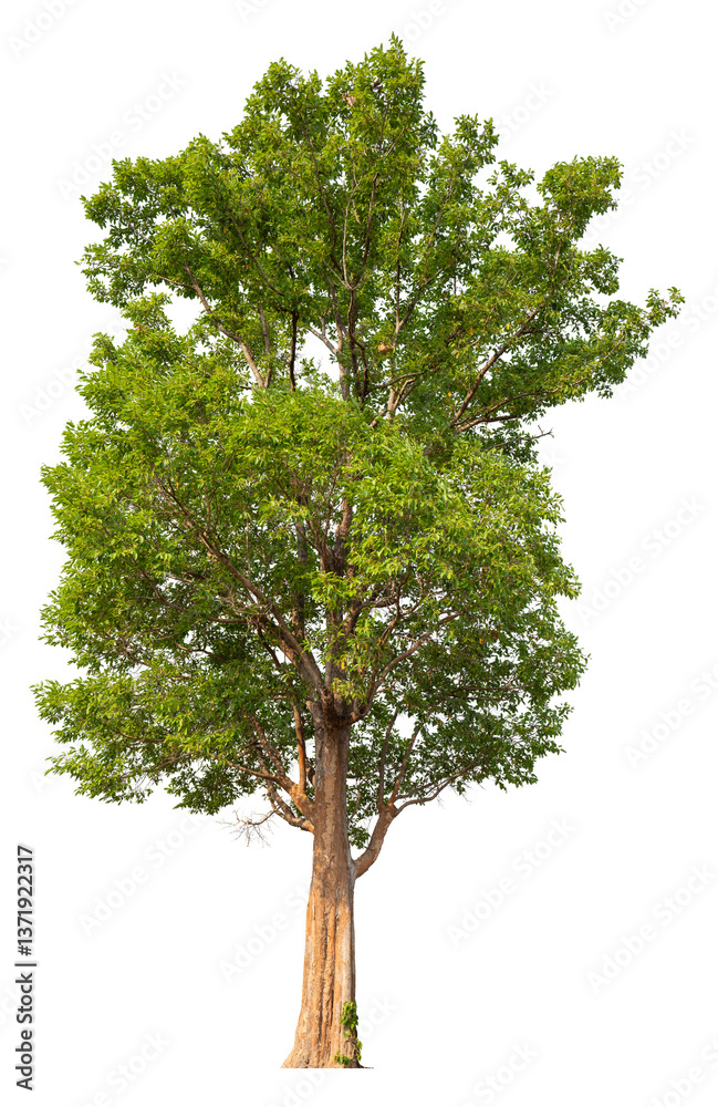 Poster PNG file high qaulity big tree transparent background, easy to drag and drop to main project