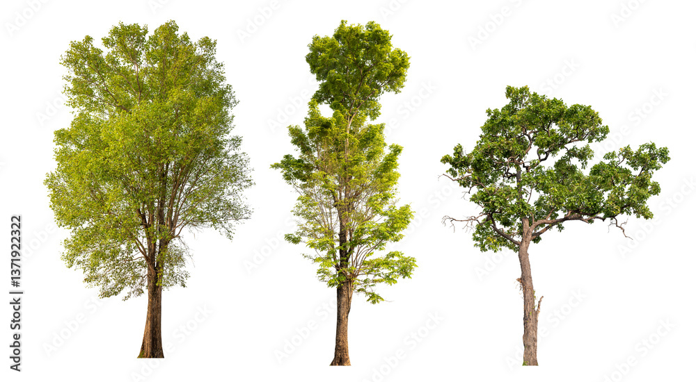 Poster Collection tree PNG transparent background easy to drag and drop to main project