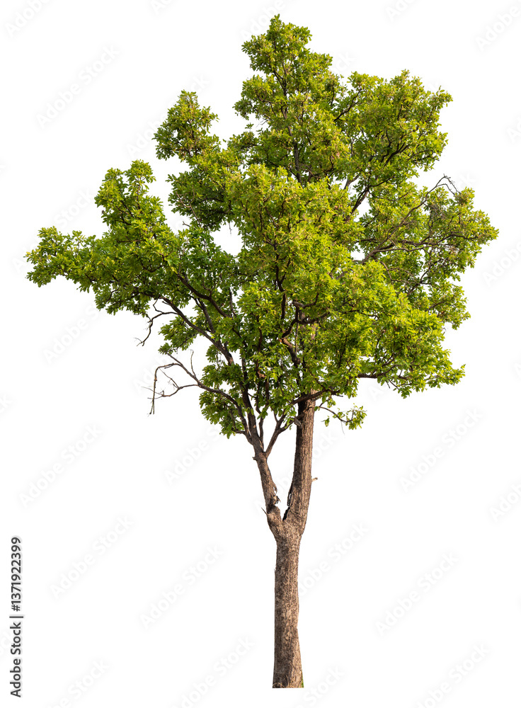 Poster png file high qaulity big tree transparent background, easy to drag and drop to main project