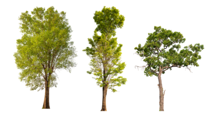 Collection tree PNG transparent background easy to drag and drop to main project