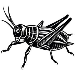 vector illustration of a grasshopper