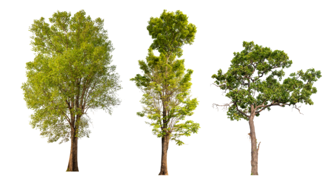 Collection tree PNG transparent background easy to drag and drop to main project