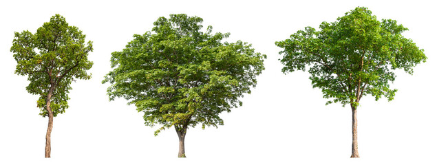 Collection tree PNG transparent background easy to drag and drop to main project