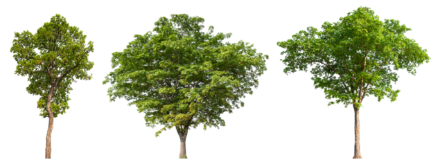 Collection tree PNG transparent background easy to drag and drop to main project