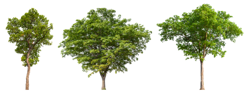 Collection tree PNG transparent background easy to drag and drop to main project