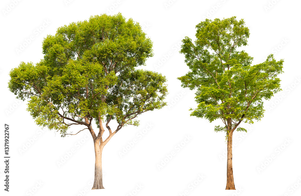 Poster Collection tree PNG transparent background easy to drag and drop to main project