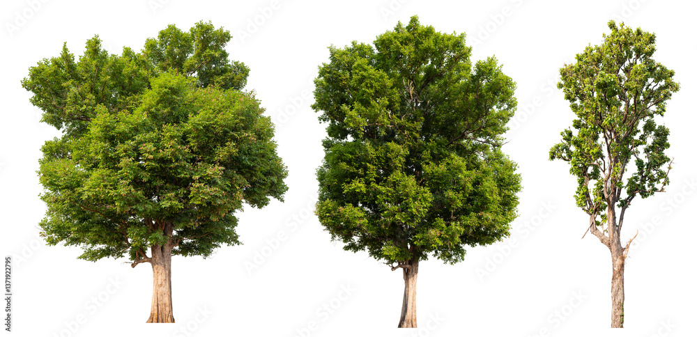 Poster Collection tree PNG transparent background easy to drag and drop to main project