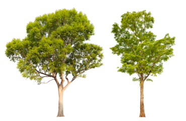 Collection tree PNG transparent background easy to drag and drop to main project