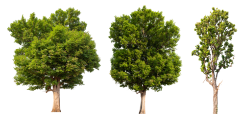 Collection tree PNG transparent background easy to drag and drop to main project