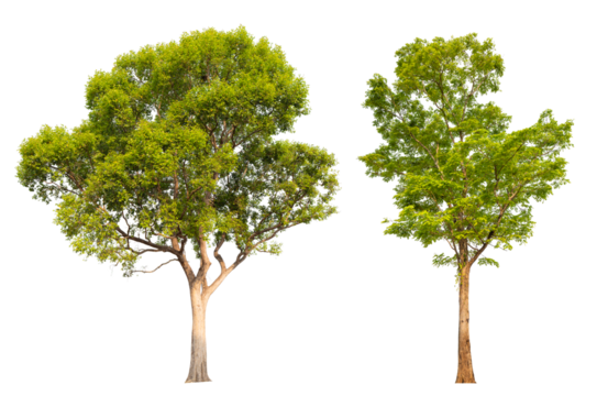 Collection tree PNG transparent background easy to drag and drop to main project
