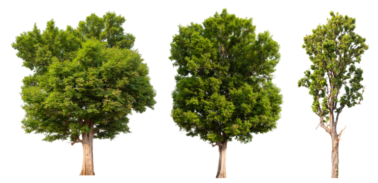 Collection tree PNG transparent background easy to drag and drop to main project