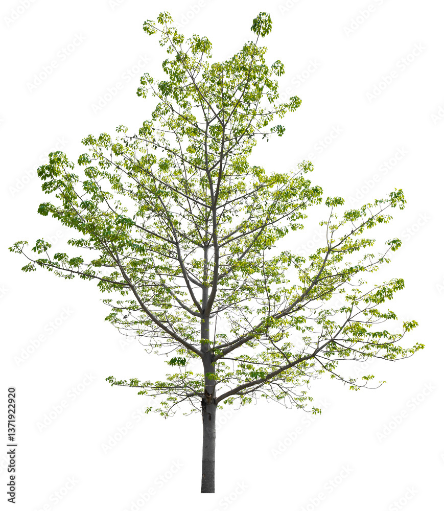 Aufkleber png file high qaulity big tree transparent background, easy to drag and drop to main project