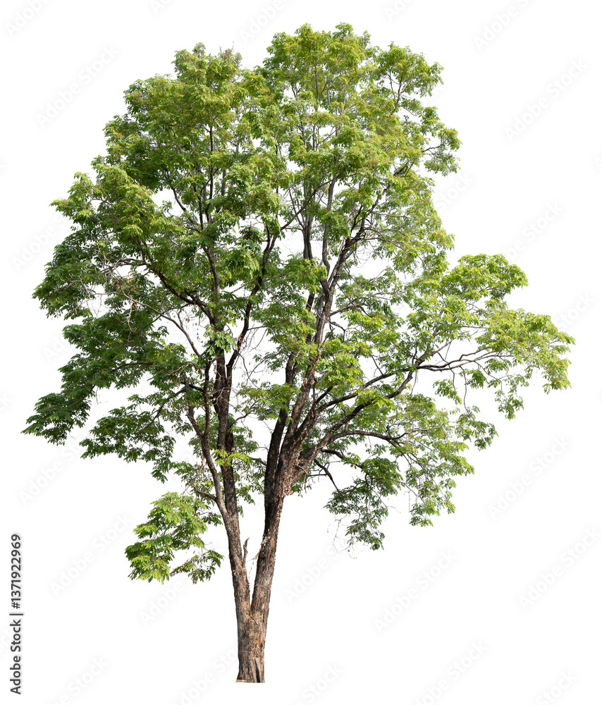 Poster png file high qaulity big tree transparent background, easy to drag and drop to main project