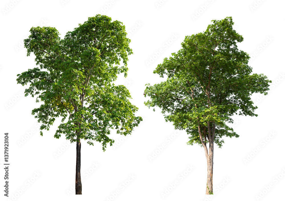 Poster Collection tree PNG transparent background easy to drag and drop to main project