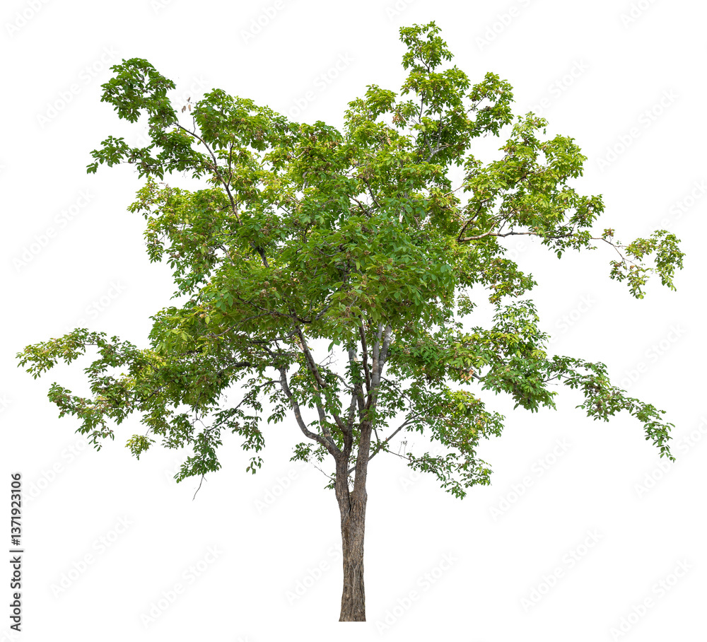 Poster PNG file high qaulity big tree transparent background, easy to drag and drop to main project
