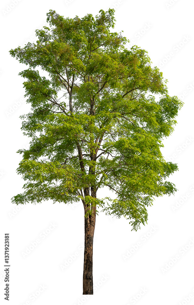 Aufkleber png file high qaulity big tree transparent background, easy to drag and drop to main project