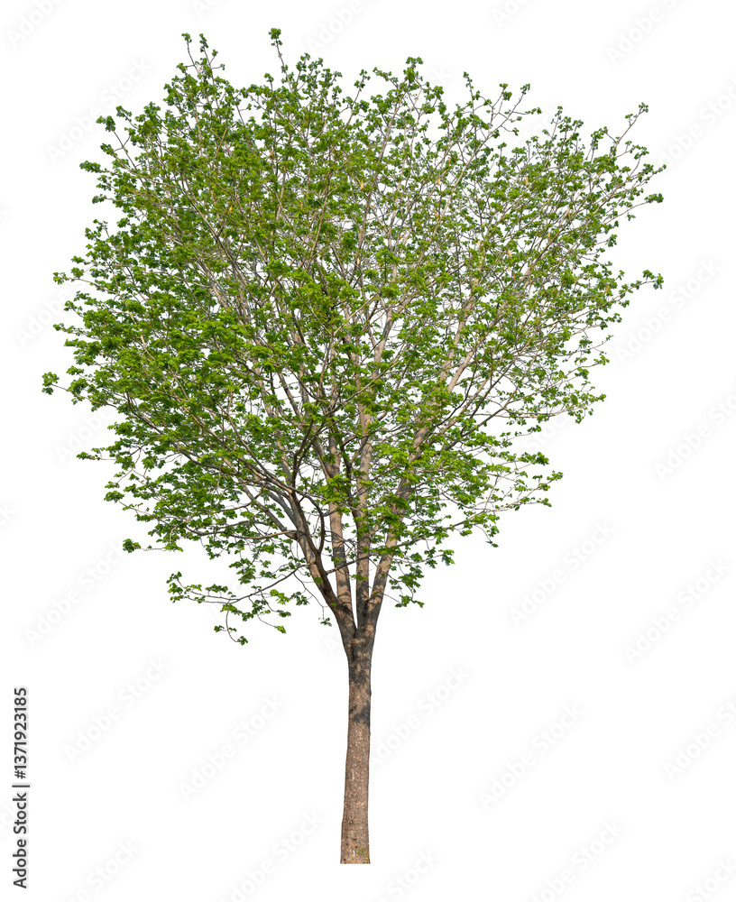 Poster high resolution single tree