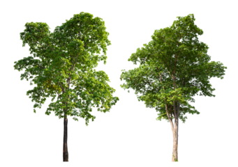 Collection tree PNG transparent background easy to drag and drop to main project