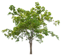 PNG file high qaulity big tree transparent background, easy to drag and drop to main project