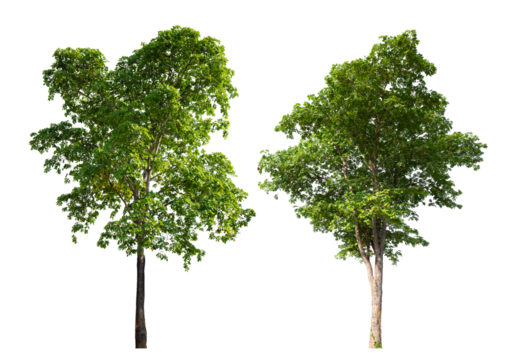 Collection tree PNG transparent background easy to drag and drop to main project