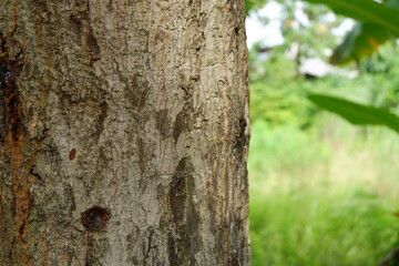 A tree trunk with rough, detailed bark, set against a blurred green background of foliage