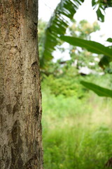 A tree trunk with rough, detailed bark, set against a blurred green background of foliage