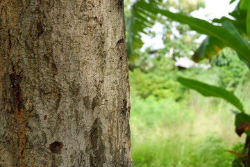 A tree trunk with rough, detailed bark, set against a blurred green background of foliage