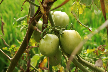 Close-up of green tomatoes growing on the vine. Unripe green tomatoes hanging on the vine, showcasing their smooth texture and vibrant color.