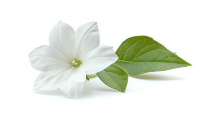 Fototapeta premium leaf, delicate, fragile, seasonal, single, simple, art, element, illustration, isolated, white, beauty, botany, bud, design, detail, flora, floral, flower, green, macro, nature, texture, bloom